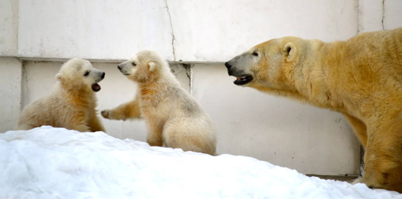 Twin polar bears play at the Maruyama Zoo in Sapporo