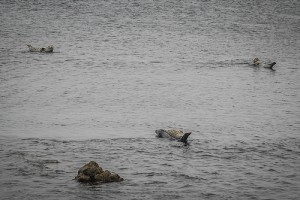 Spotted seals at Rebun